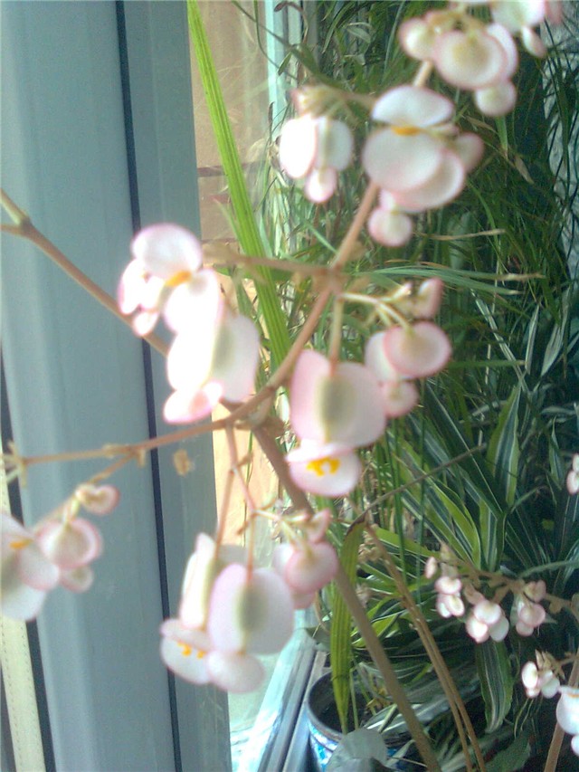 begonia